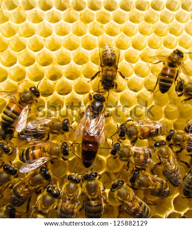 Queen bee is always surrounded by the workers - their servant