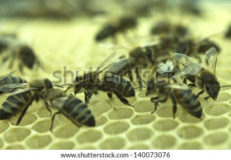 Cell measurements corresponds to size of larvae of bees future