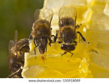 Bees take nectar from the hive taken out of honeycombs.
