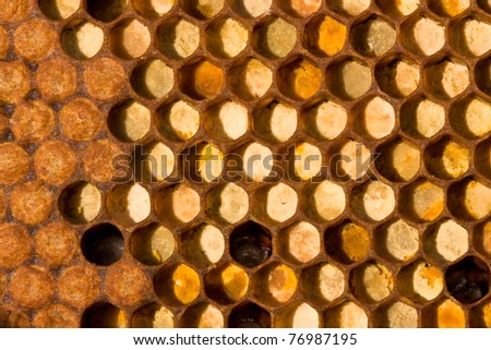 The cells are collected from pollen of flowers. Left - closed in the cells of larvae of the future of bees