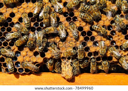 Bees destroy the hostess of family cocoonr. They destroyed an extra hostess of family.