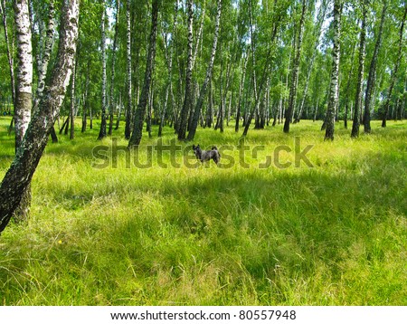 A dog walks into a birch forest. These dogs are good to help in the hunt.