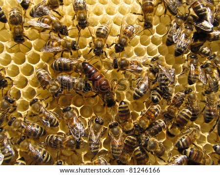 Mistress bee colonies in the summer puts up to 1,000 eggs per day. It is necessary for the reproduction of bees.