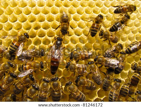 Mistress bee colonies (queen) in the summer puts up to 1,000 eggs per day. It is necessary for the reproduction of bees.