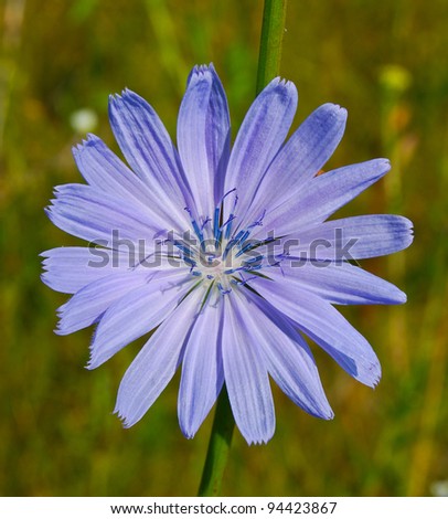 Chicory belongs to the medicinal plants. It grows in waste places, forest edges.
