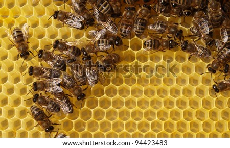 Bees build honeycombs. For this purpose they use the wax they produce.
