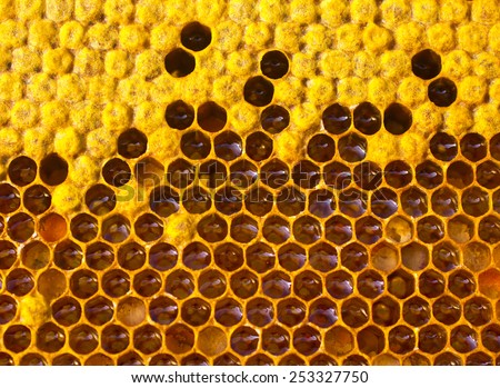 The cells are honey, nectar and pollen.