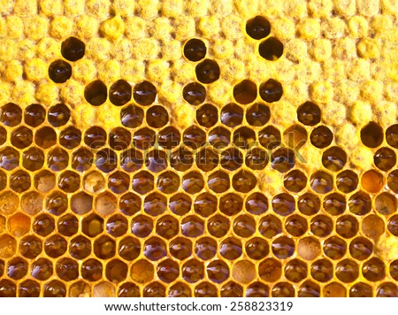 In cells are the larvae of the future of bees, honey, nectar and pollen.