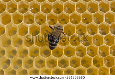 So is healthy food - honey.\
Brought from the nectar of flowers into honey bees transform.