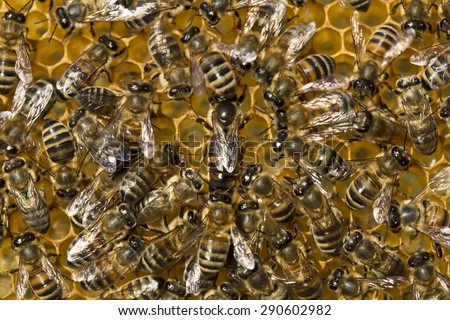 Queen bee is always surrounded by the workers bees - their servant.