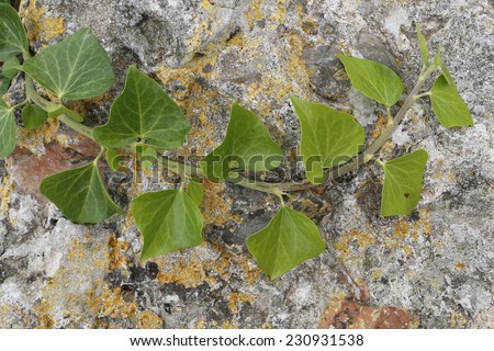 A climber plant on an old stone wall