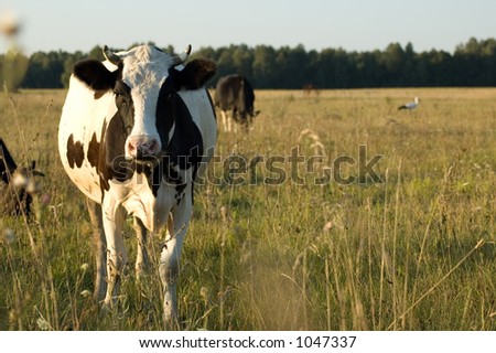 a cow standing on the meadow and pasturing