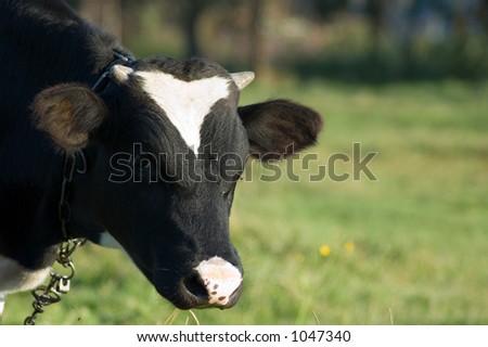 a cow standing on the meadow and pasturing