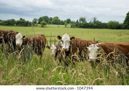 cows standing on the meadow and pasturing