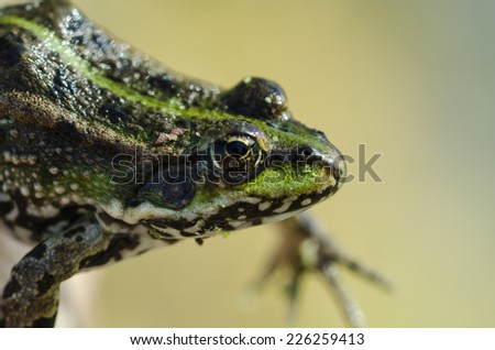 A green river frog close up