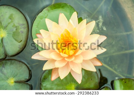 Top view orange lotus