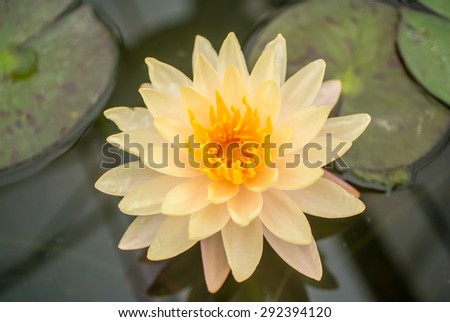 Blossom orange lotus (violet leaf color in natural light)