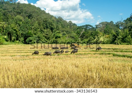Water buffalo are eating dry rice trunk , husk in the rice after cultivation in the strong sunlight