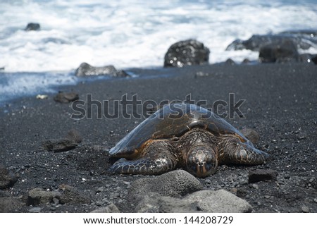 Green Sea Turtle on black sand beach. Taken on the big island, Hawaii, United States