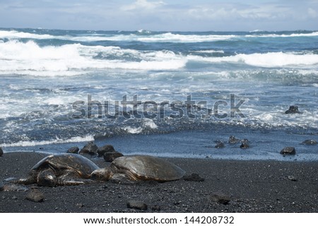 Green Sea Turtles on black sand beach. Taken on the big island, Hawaii, United States