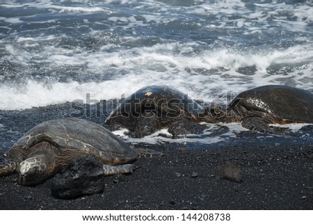 Green Sea Turtles on black sand beach. Taken on the big island, Hawaii, United States