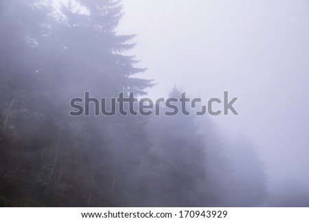 Thick Foggy Trees. Great background/plenty of room for copy. Taken in Redwood National Park, Washington, United States