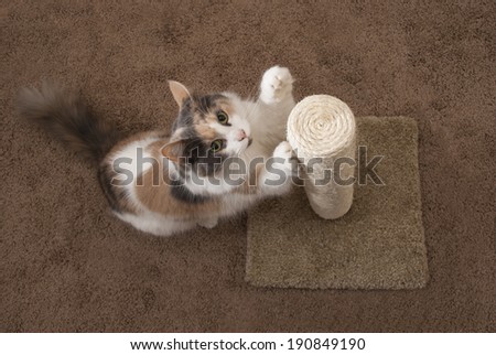 Domestic Cat using Scratching Post - Overhead, Landscape
