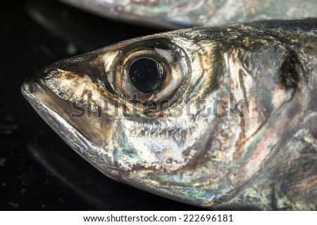head fish
