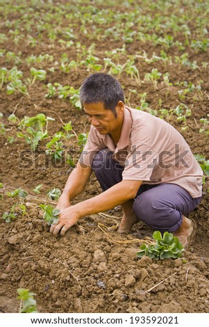 PAN YU, GUANGDONG PROVINCE, CHINA - Agricultural worker planting sprouts by hand in field, at the Highsun Industrial Zone. 11 October 2006