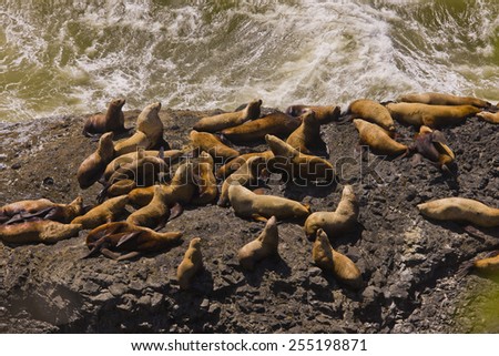 HECETA HEAD, OREGON, USA - JULY 23, 2009: Sea lions on rocks.