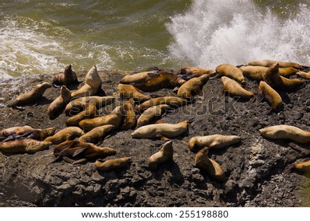 HECETA HEAD, OREGON, USA - JULY 23, 2009: Sea lions on rocks.