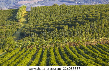 ALAJUELA, COSTA RICA - MARCH 23, 2005: Coffee plantation, on fertile slopes of Poas Volcano in the Central Highlands. High-yield arabica hybrid coffee bushes produce gourmet coffee for export.