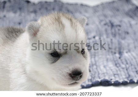 Husky puppy face