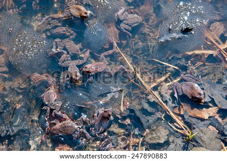 Frog and frog spawn in the spring pool (Rana temporaria)