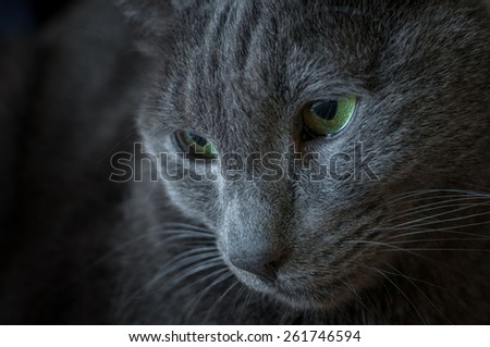 Portrait of a Russian Blue cat breed. low key