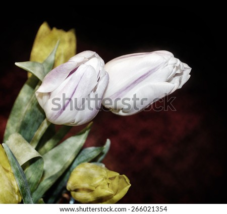 White and yellow tulips on a dark burgundy background, photo toned with texture mapping