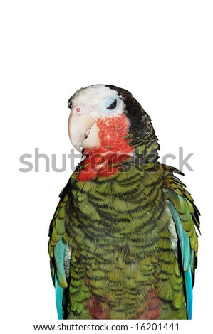 stock-photo-big-green-sitting-parrot-16201441.jpg