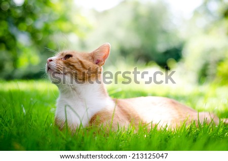 reddish brown cat lying in the grass