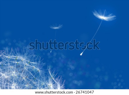 Dandelions flying on a blue tinted background