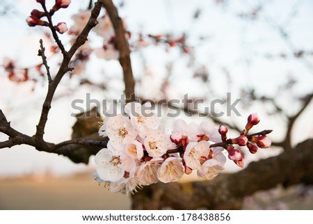 An apricot tree branch covered with flowers, blooms and buds in the spring sunset light.