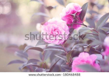 A view of some beautiful pink-fuchsia perfect flowers (camellia) in a garden with spring sun light flare, in a vintage-like mood.