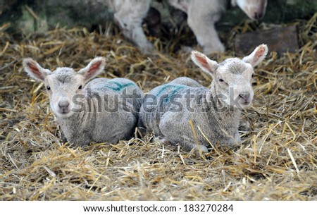 Two Lambs and some legs