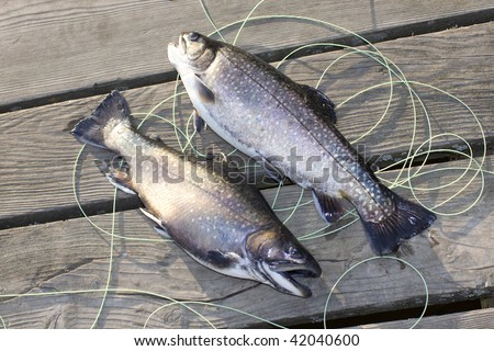 brook trout, fish, fly, fly fishing, trout, water  (Salvelinus fontinalis)