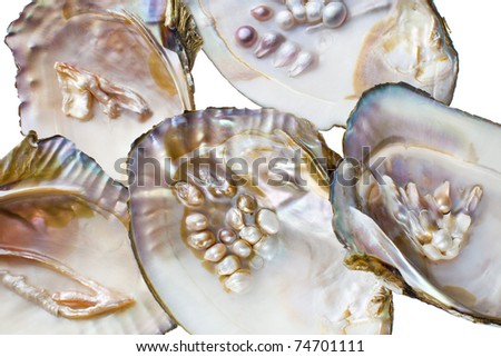 pearl oyster on a white background underdeveloped pearls very rare