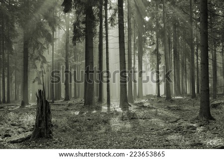 mystic forest with morning sunbeams Czech republic \