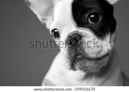 puppy French bulldog