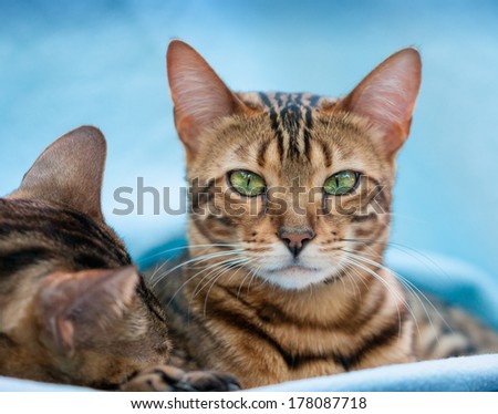 Bengal Cats relaxing