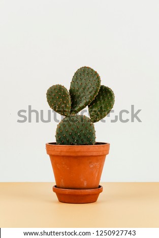 Bunny ears cactus in a flowerpot