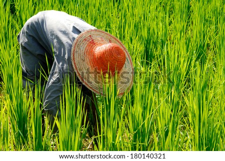 Farmer Harvesting Rice, Malaysia