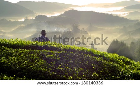 Farmer Looking Over a Tea Plantation at Dawn, Malaysia